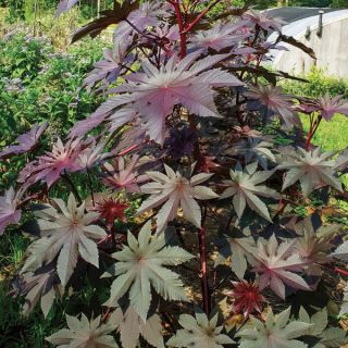 New Zealand Purple Castor Bean Thumbnail